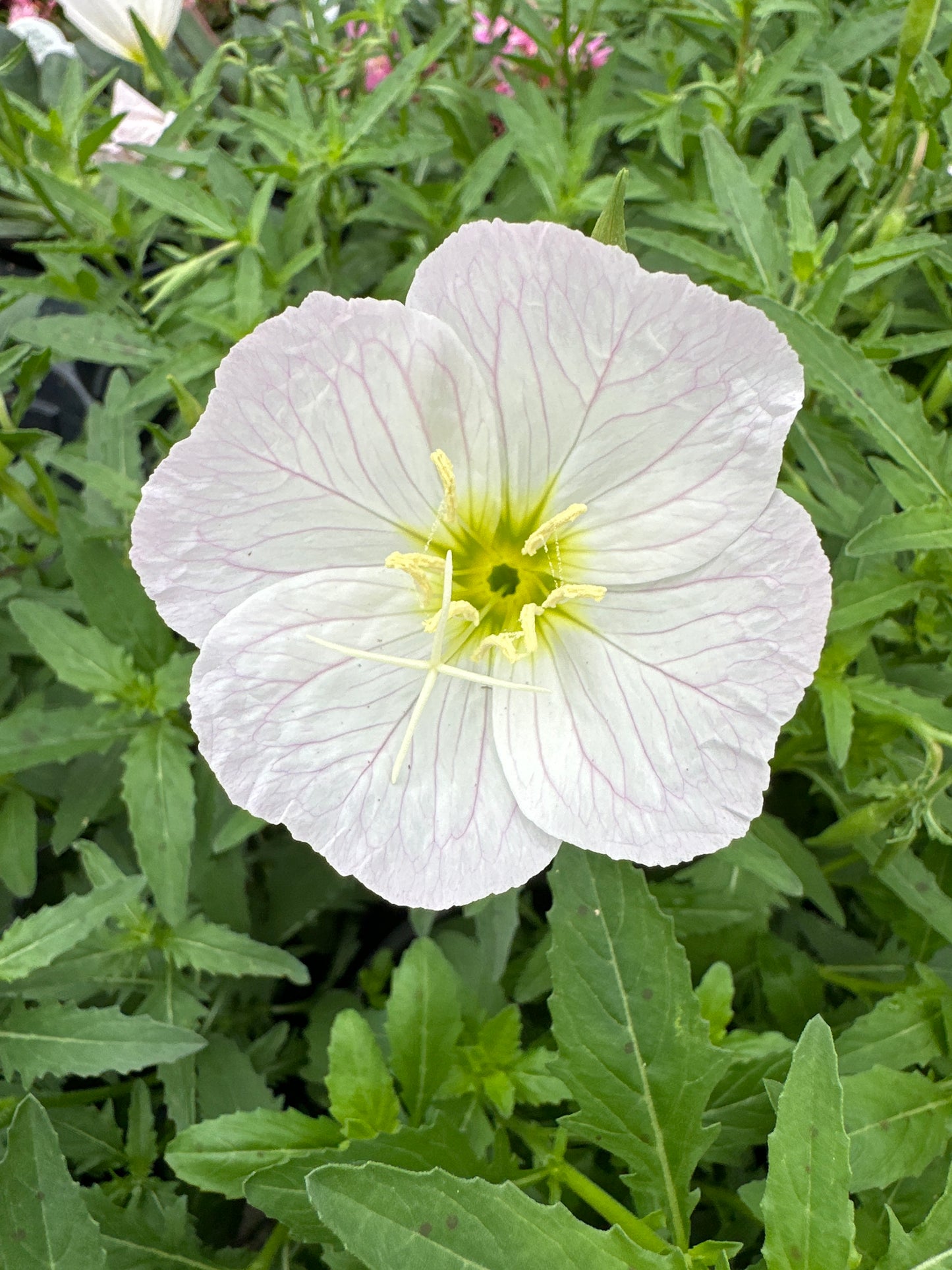 OENOTHERA SISKIYOU PINK - QUART POT