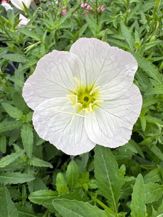 OENOTHERA SISKIYOU PINK - QUART POT