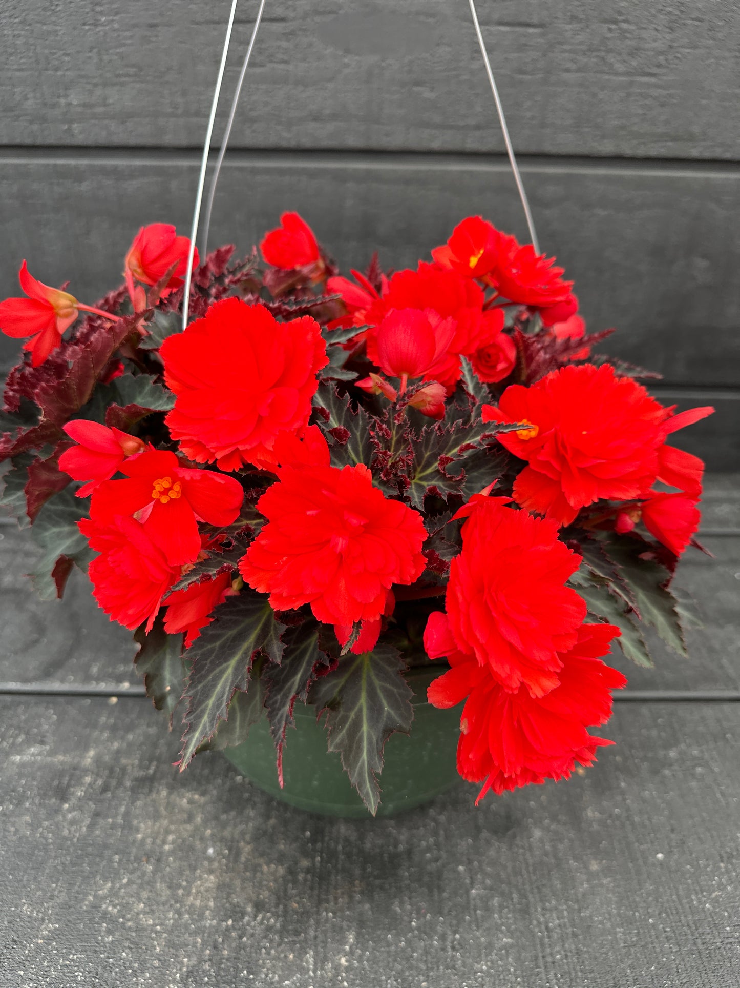 BEGONIA ICONIA PORTOFINO HOT CORAL - 10'' HANGING BASKET