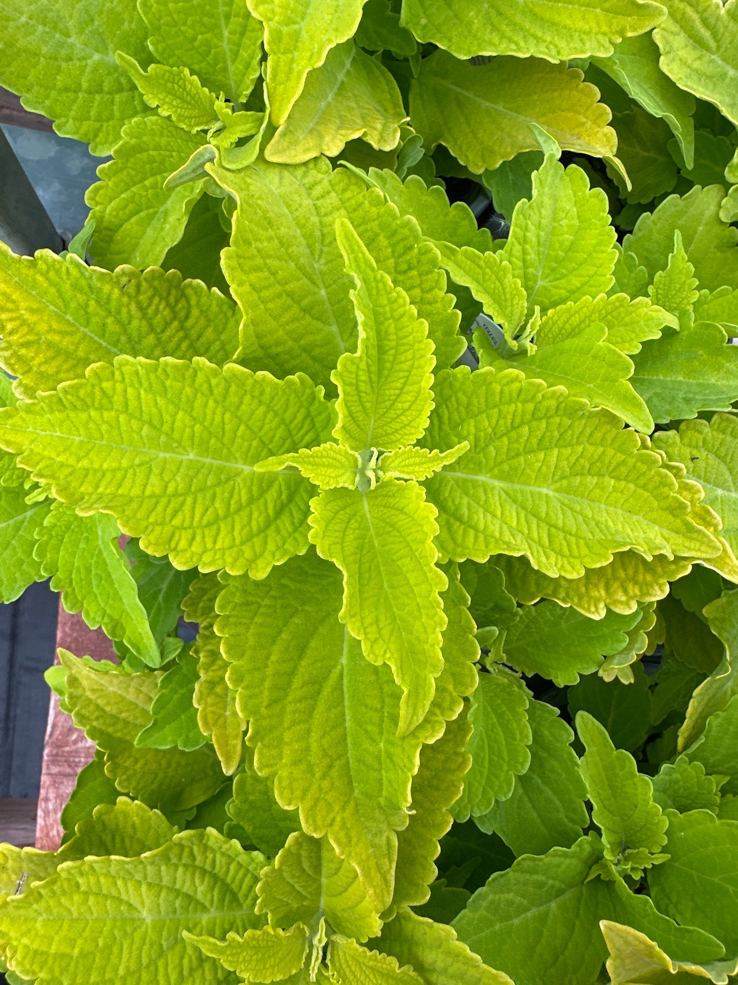 COLEUS COLORBLAZE LIME TIME - QUART POT