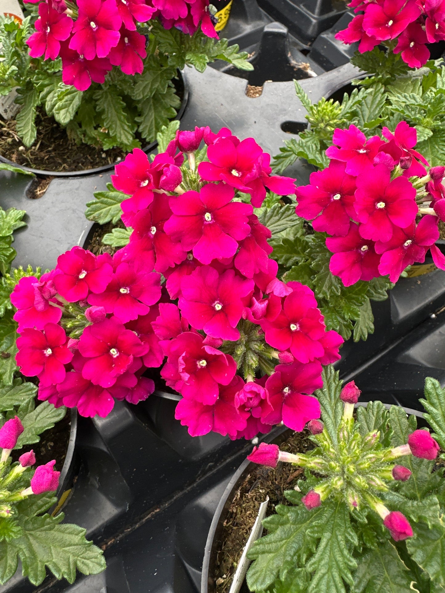 VERBENA EMPRESS SUN BURGUNDY - 4" POT