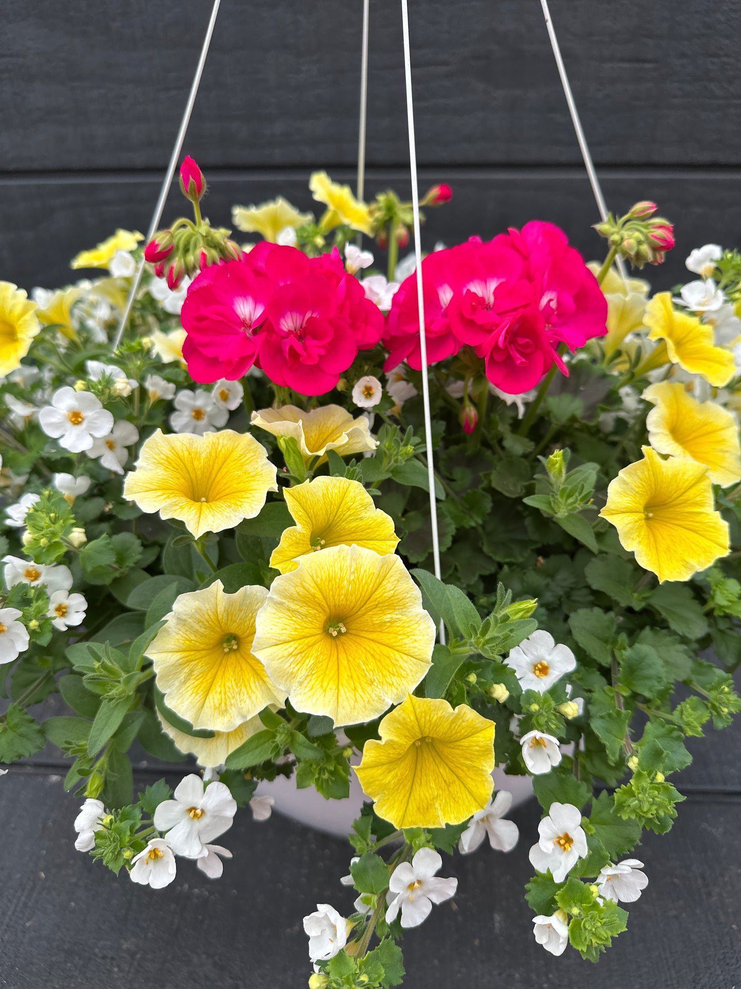 BASKET #4 - 14" HANGING BASKET