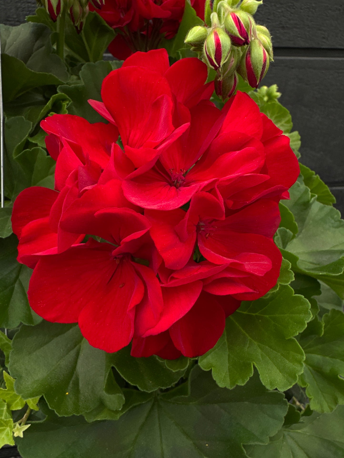 BASKET #44 - 10" HANGING BASKET