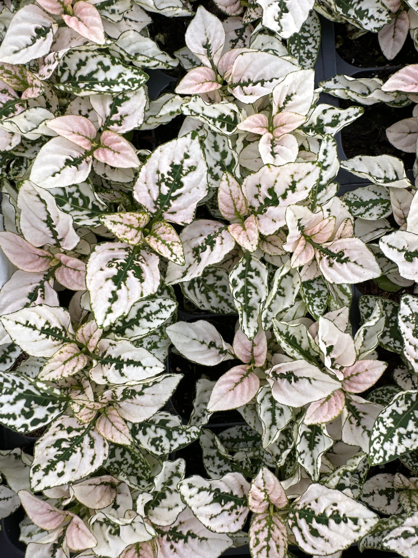 HYPOESTES SPLASH SELECT WHITE - FLAT OF 48 PLANTS
