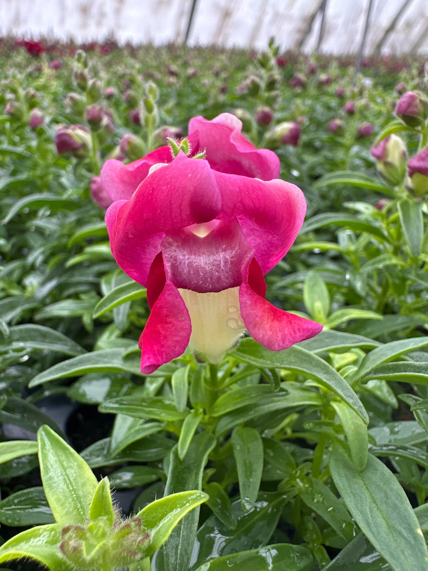 SNAPDRAGON SNAPSHOT RED BICOLOR - FLAT OF 48 PLANTS