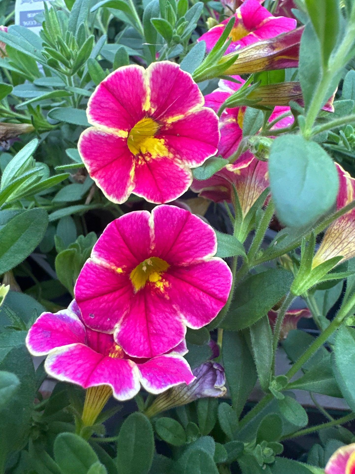 CALIBRACHOA SUPERBELLS CARDINAL STAR - QUART POT