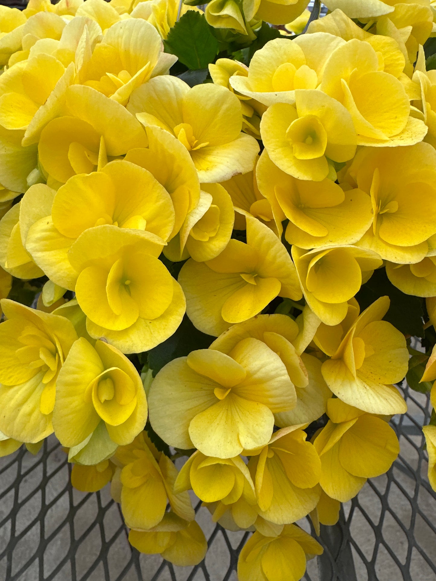 BEGONIA REIGER BLITZ - 10" HANGING BASKET