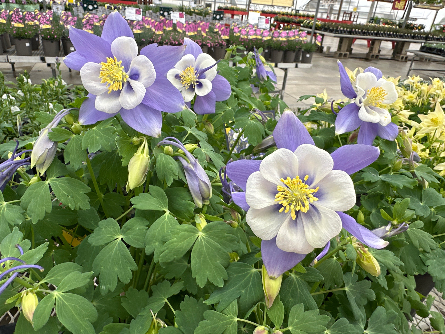 AQUILEGIA EARLY BIRD BLUE WHITE - QUART POT