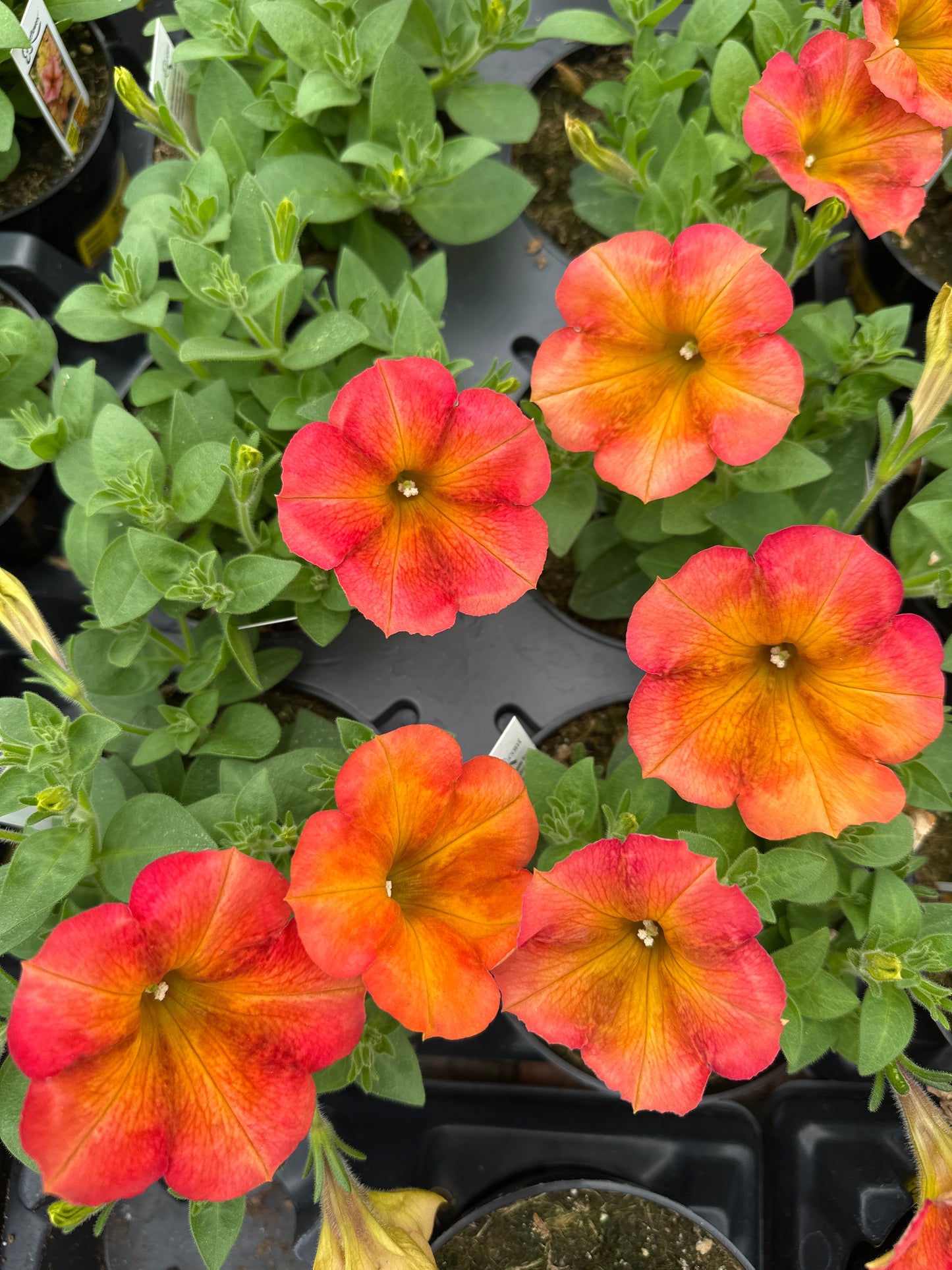 PETUNIA CRAZYTUNIA TERRA COTTA - 4" POT