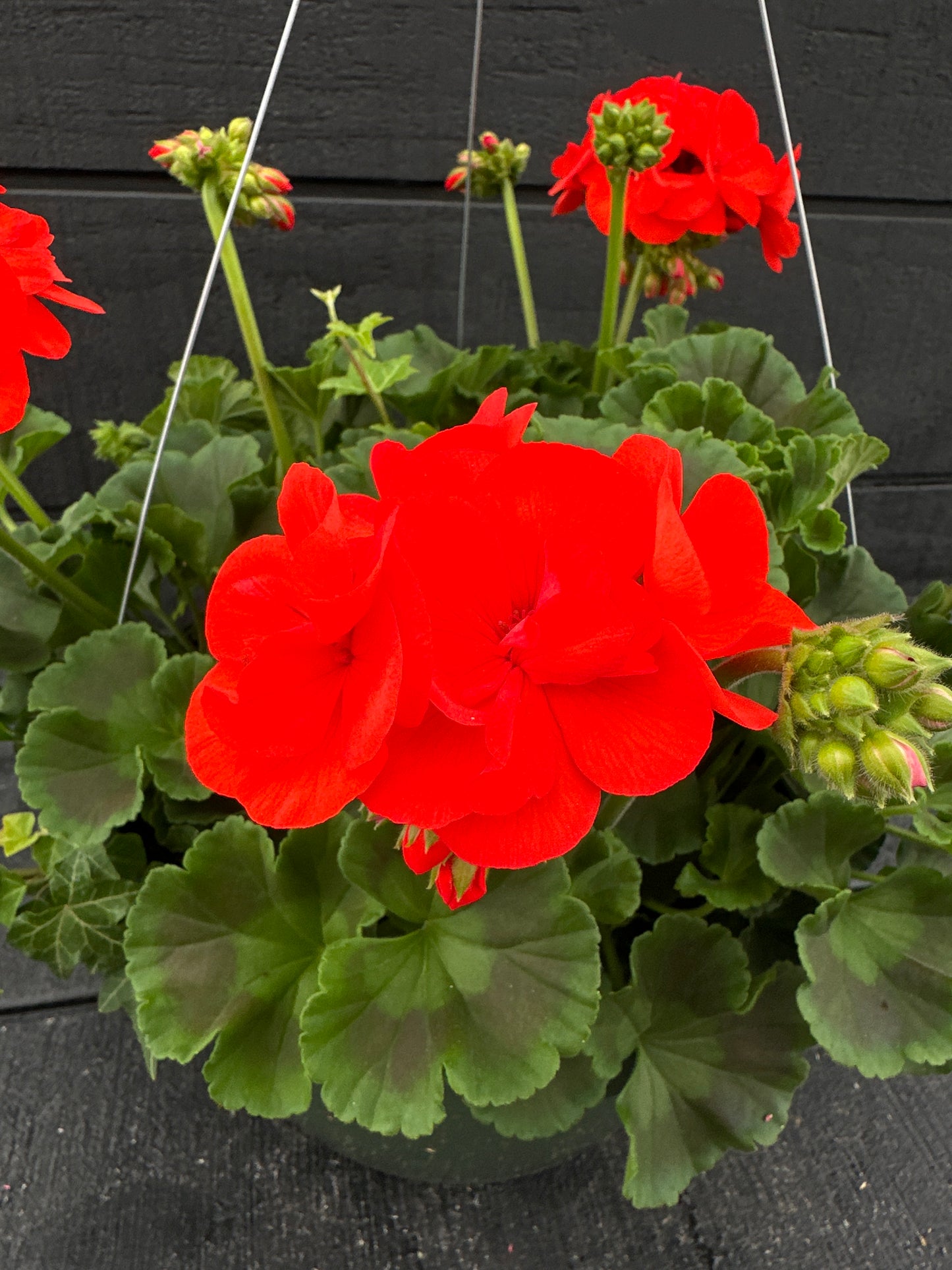 BASKET #47 - 10" HANGING BASKET