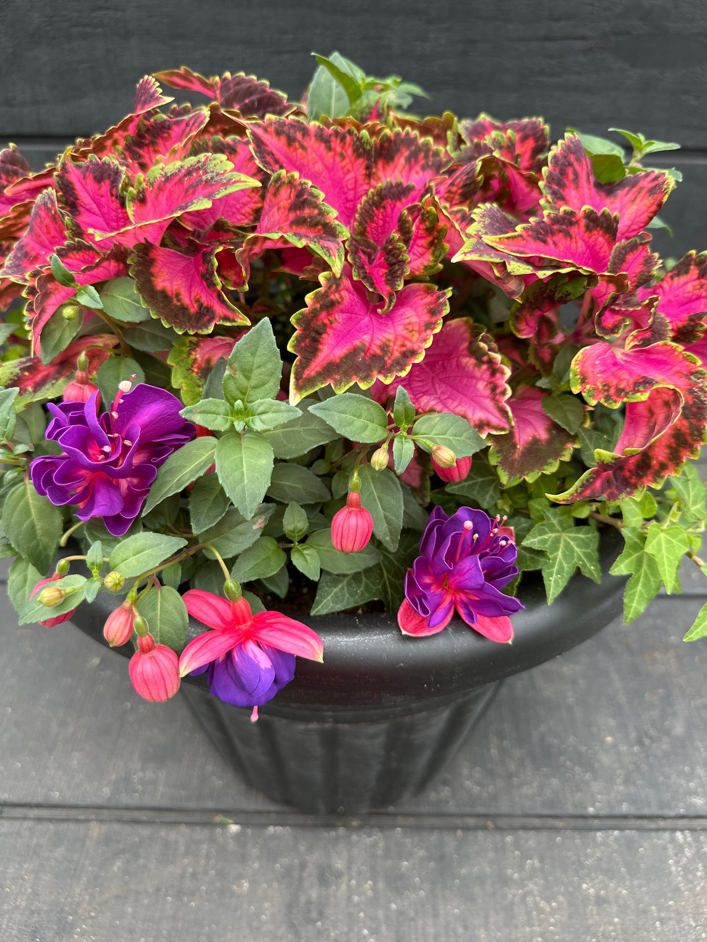 COMBO #62 - 12" POT