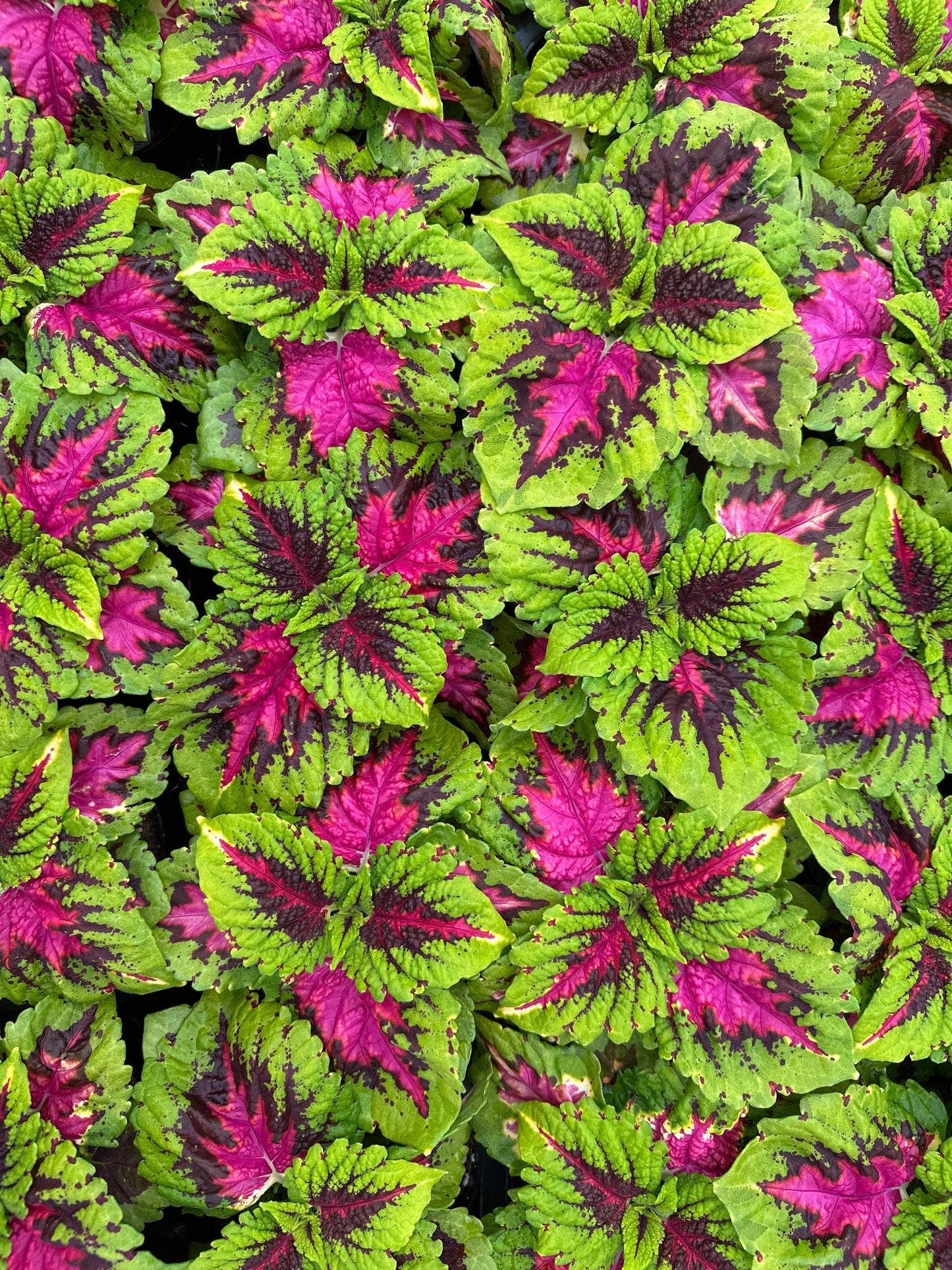 COLEUS KONG JR ROSE - 4" POT
