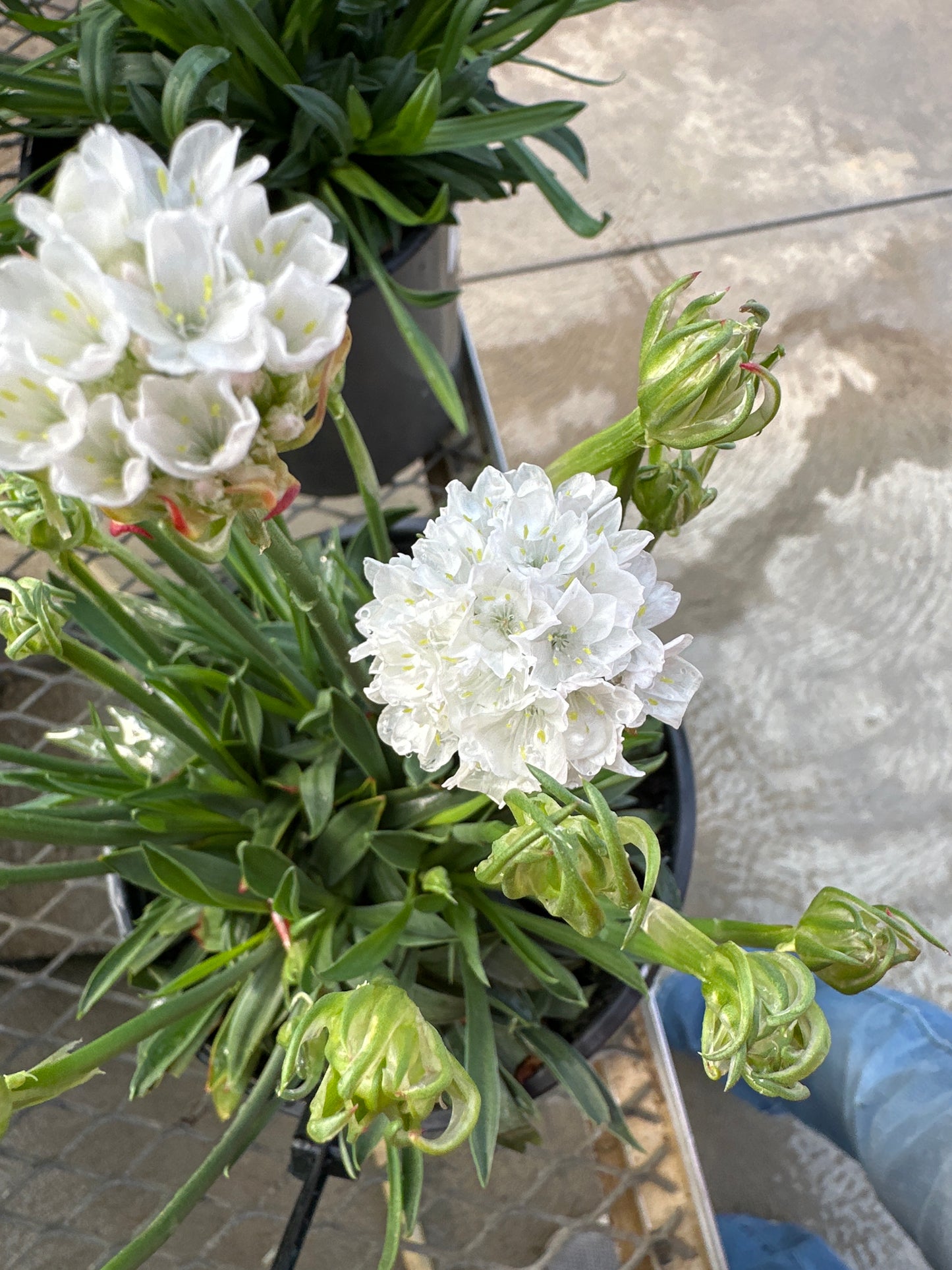 Armeria Dreameria®  'Dream Clouds'