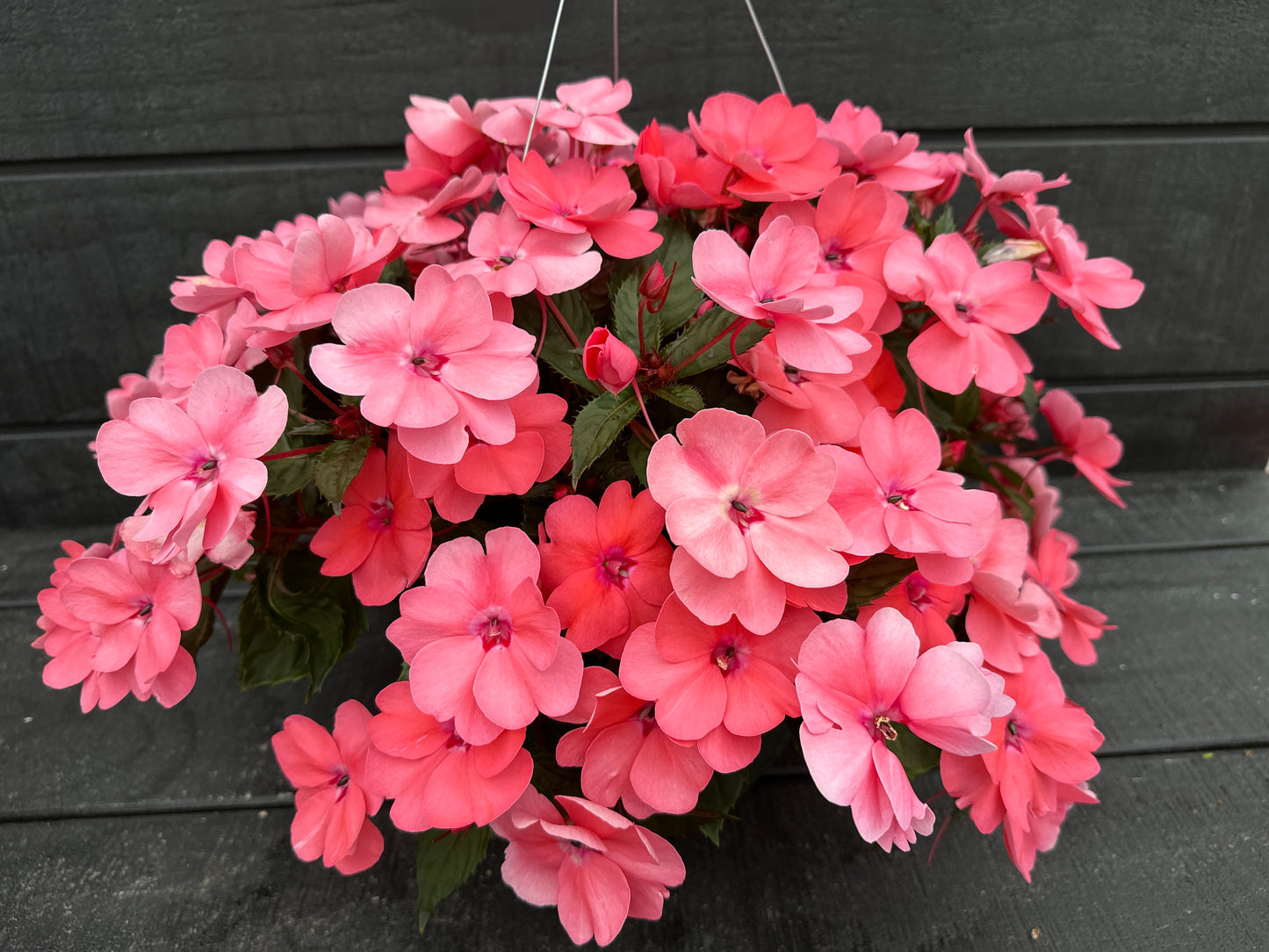 SUNPATIENS COMPACT CORAL PINK - 10" HANGING BASKET