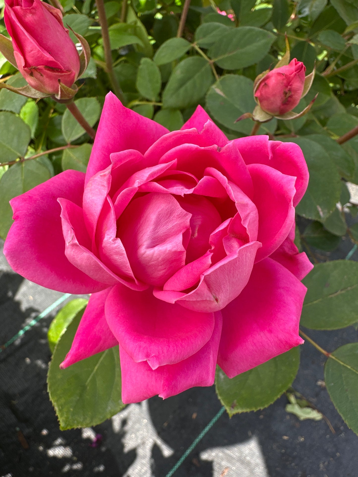 ROSE K.O. 'DBL PINK KNOCKOUT'