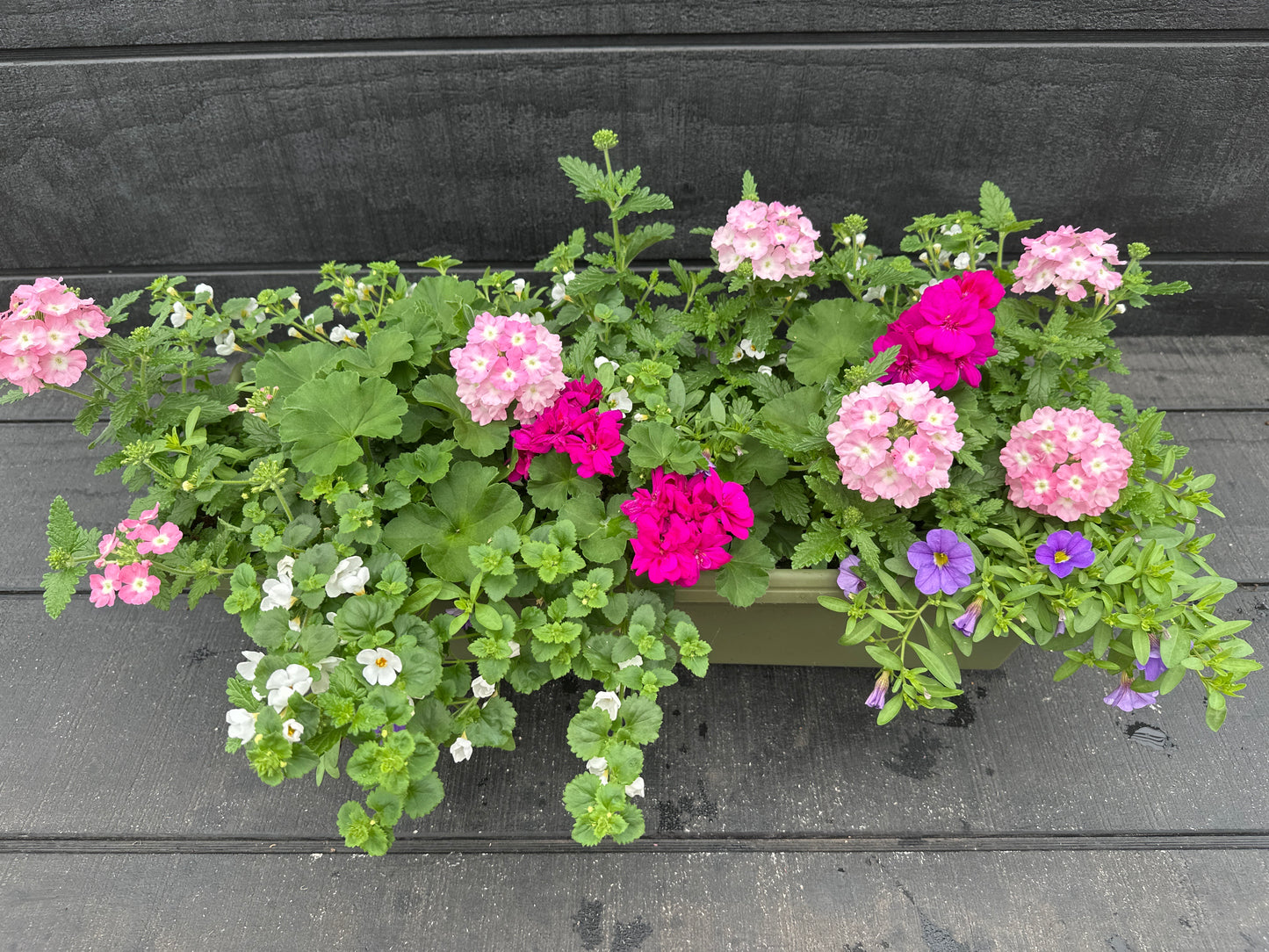 COMBO #25 - 24'' WINDOW BOX