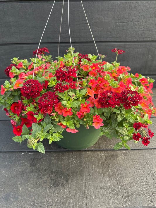 COMBO GLAM BAM - 12" HANGING BASKET