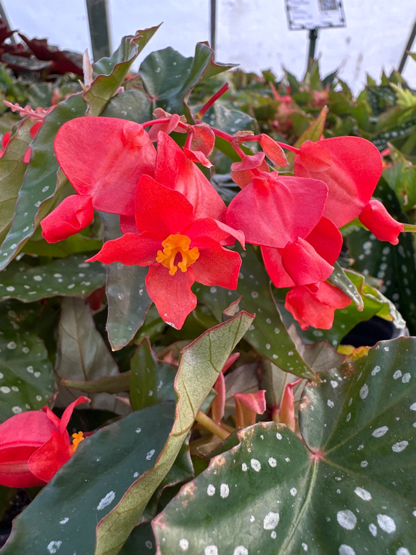 BEGONIA ANGEL WING LOIS BURKE - QUART POT
