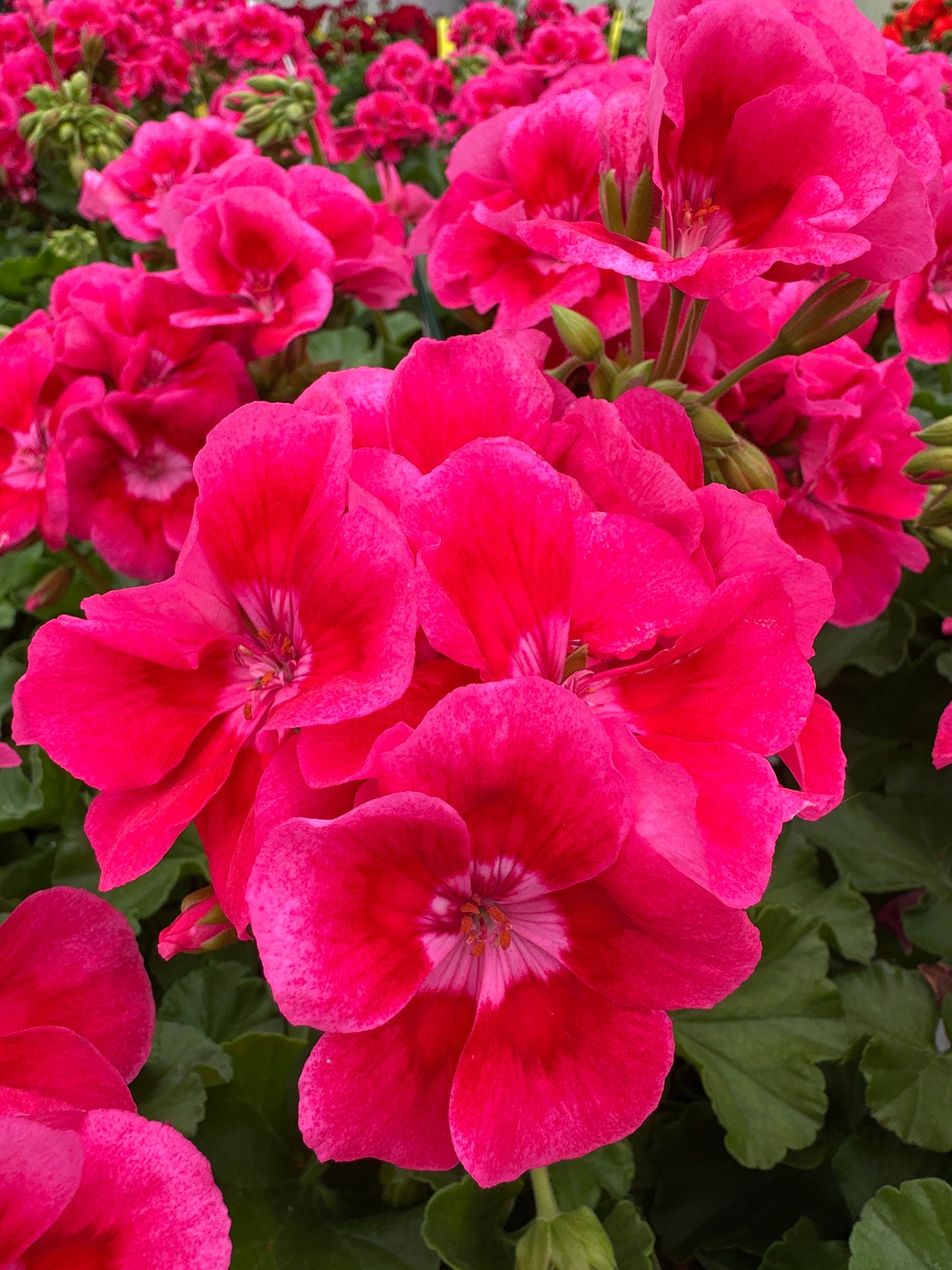 GERANIUM CALLIOPE MEDIUM HOT ROSE - 8" POT
