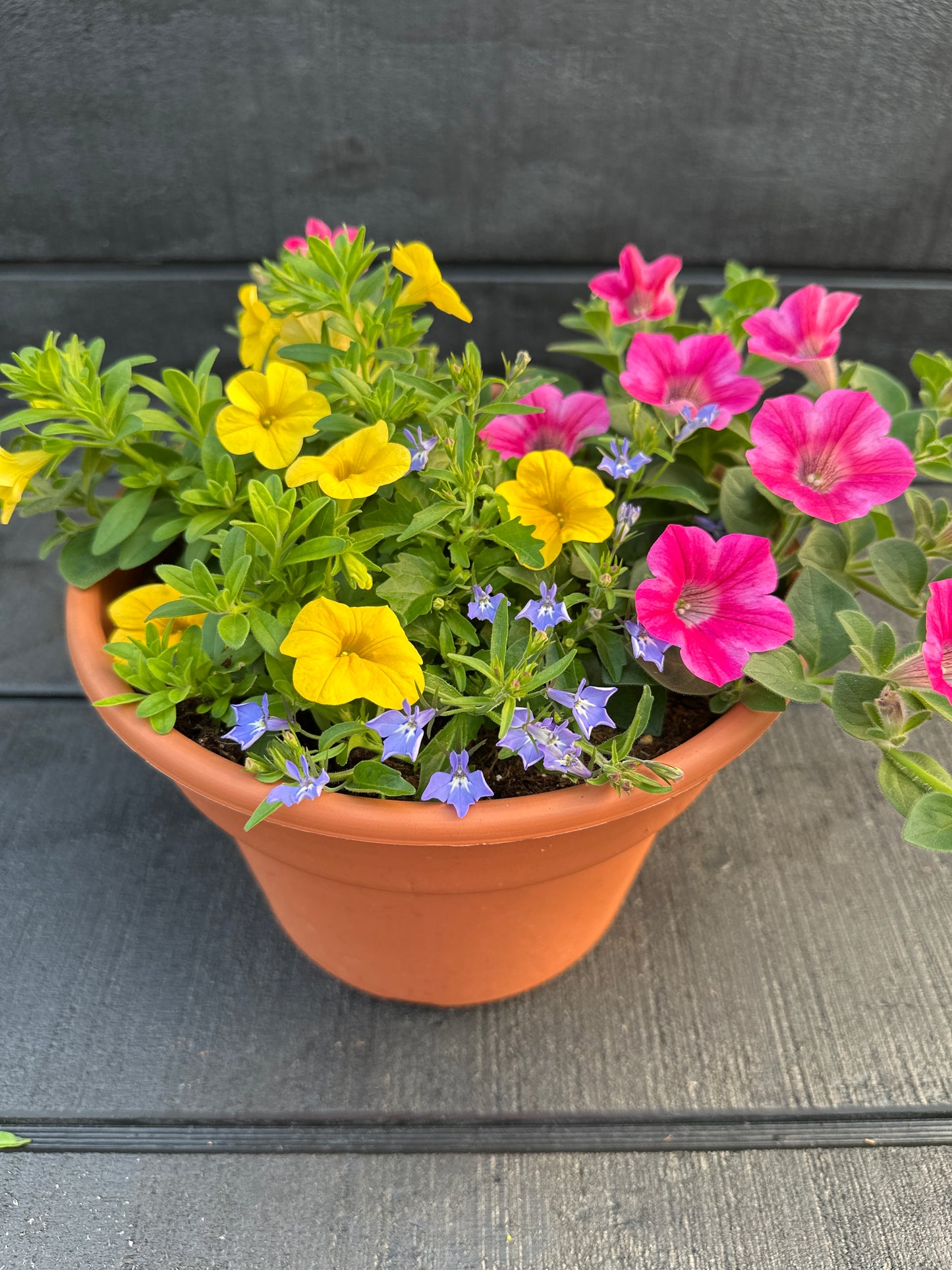 COMBO #39 - 8'' POT