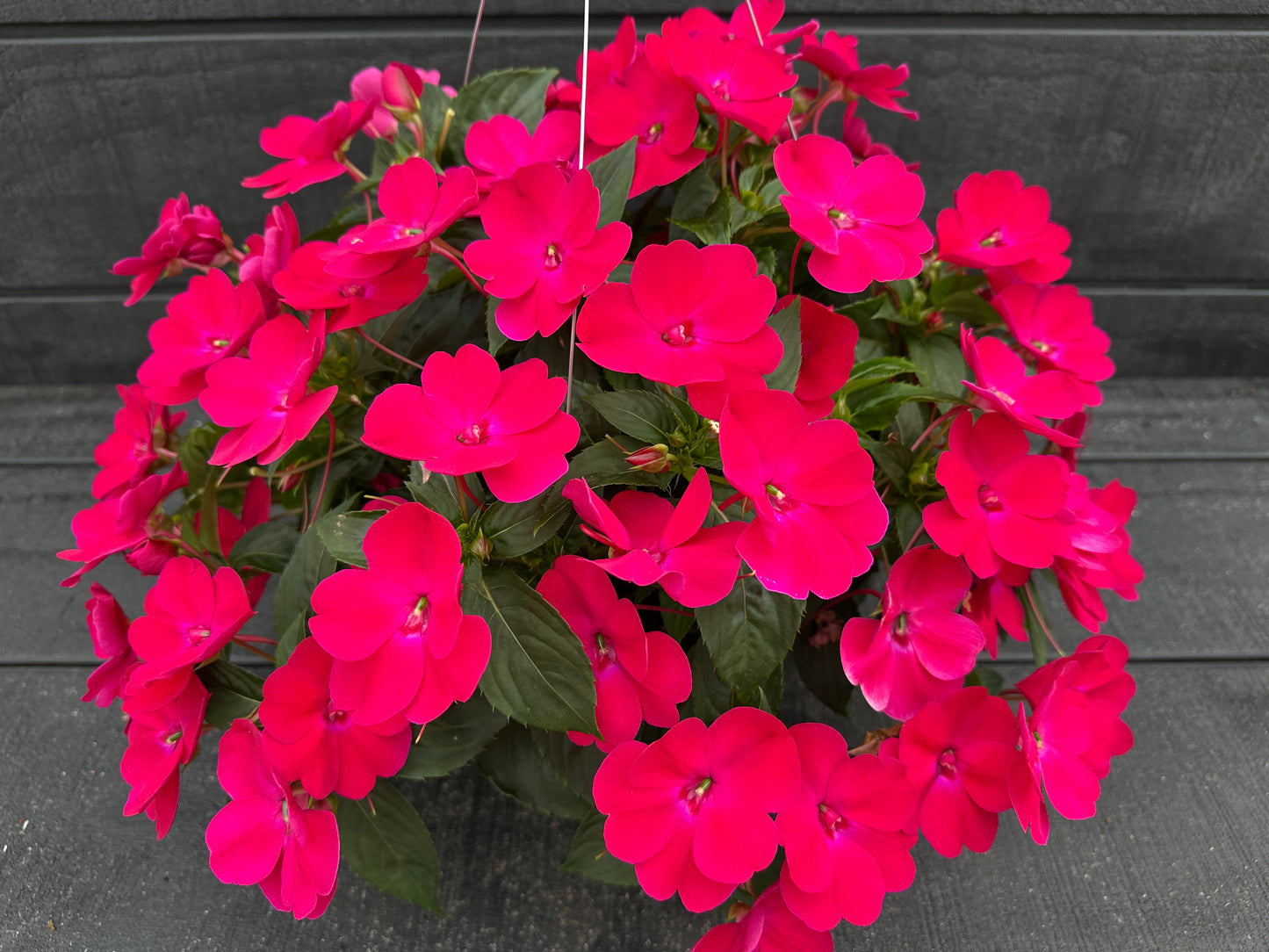 SUNPATIENS COMPACT ROSE GLOW - 10" HANGING BASKET