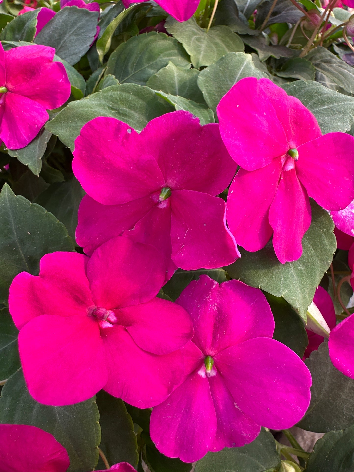 IMPATIENS BEACON VIOLET - 10" HANGING BASKET