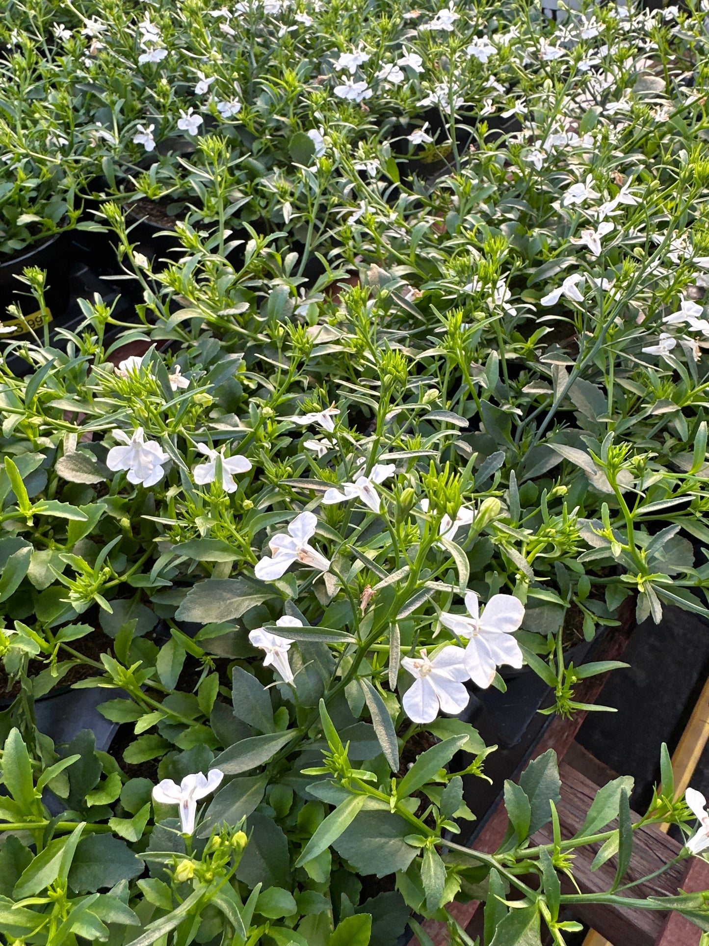 LOBELIA MAGADI BASKET WHITE - 4'' POT