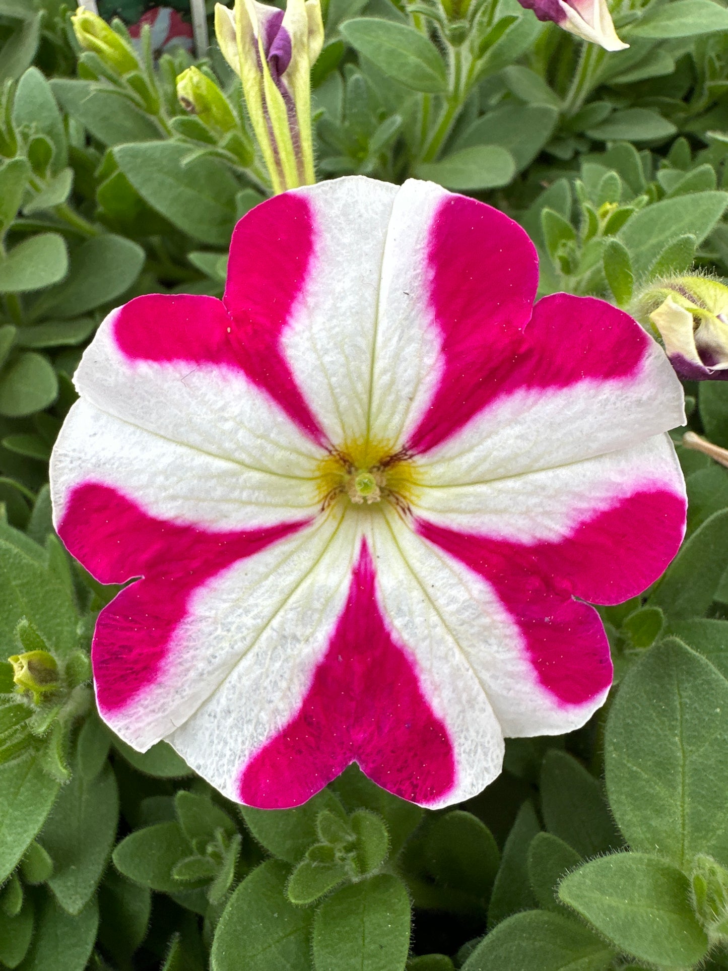 PETUNIA MADNESS ROSE STAR - FLAT OF 48 PLANTS