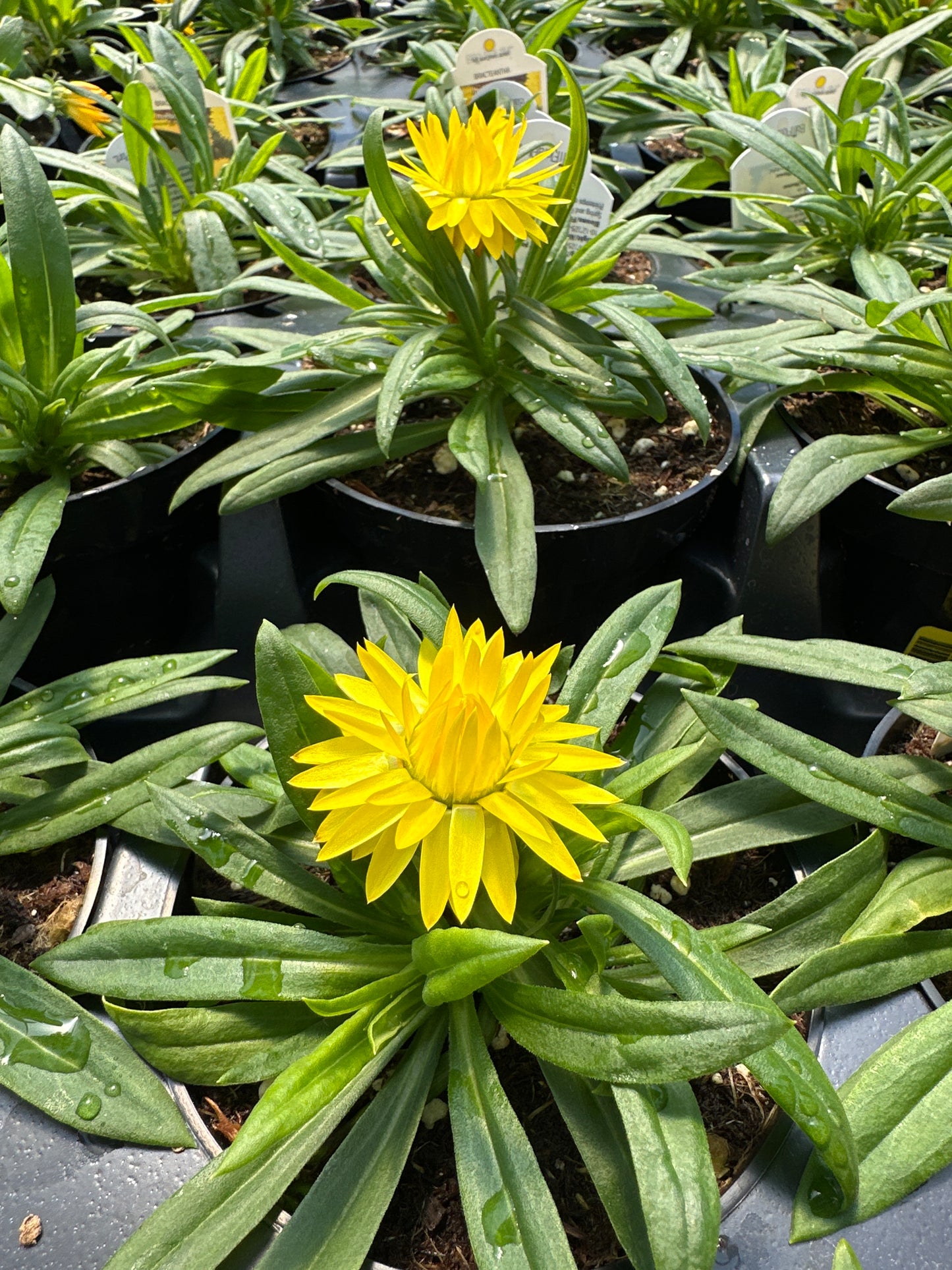 STRAWFLOWER DREAMTIME YELLOW - 4'' POT