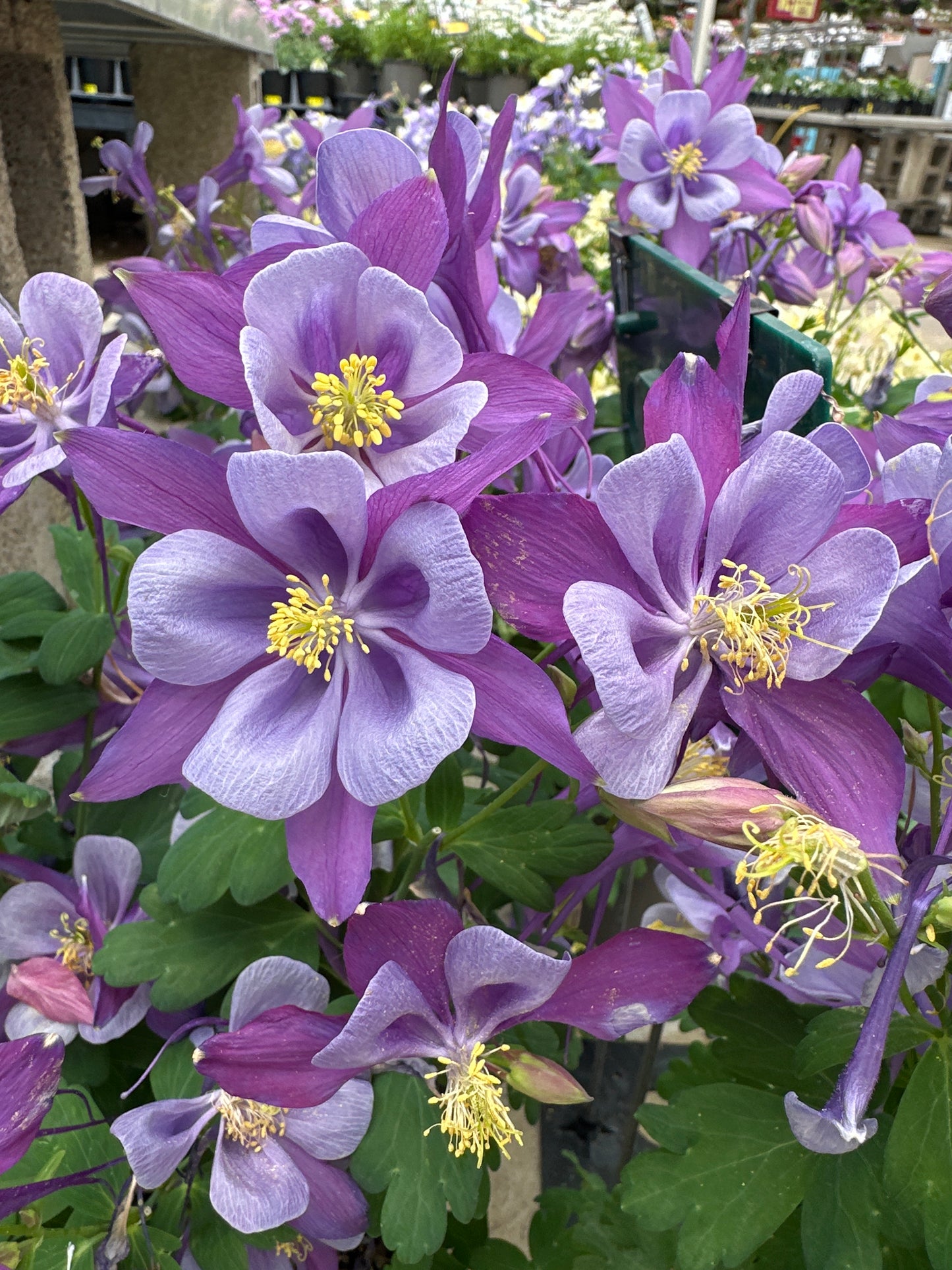 Aquilegia Early Bird™ 'Purple & Blue'
