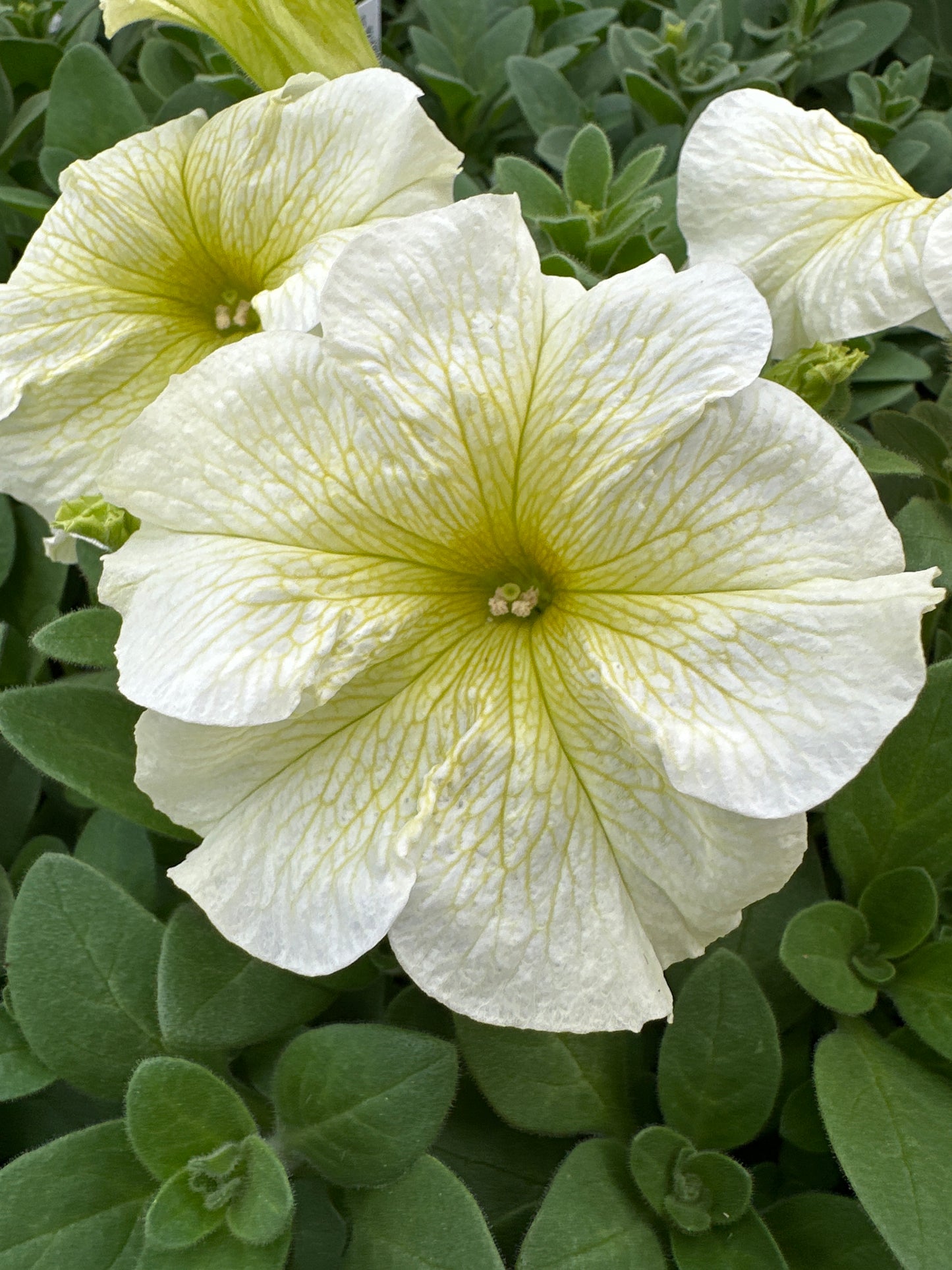 PETUNIA PRISM SUNSHINE - FLAT OF 48 PLANTS