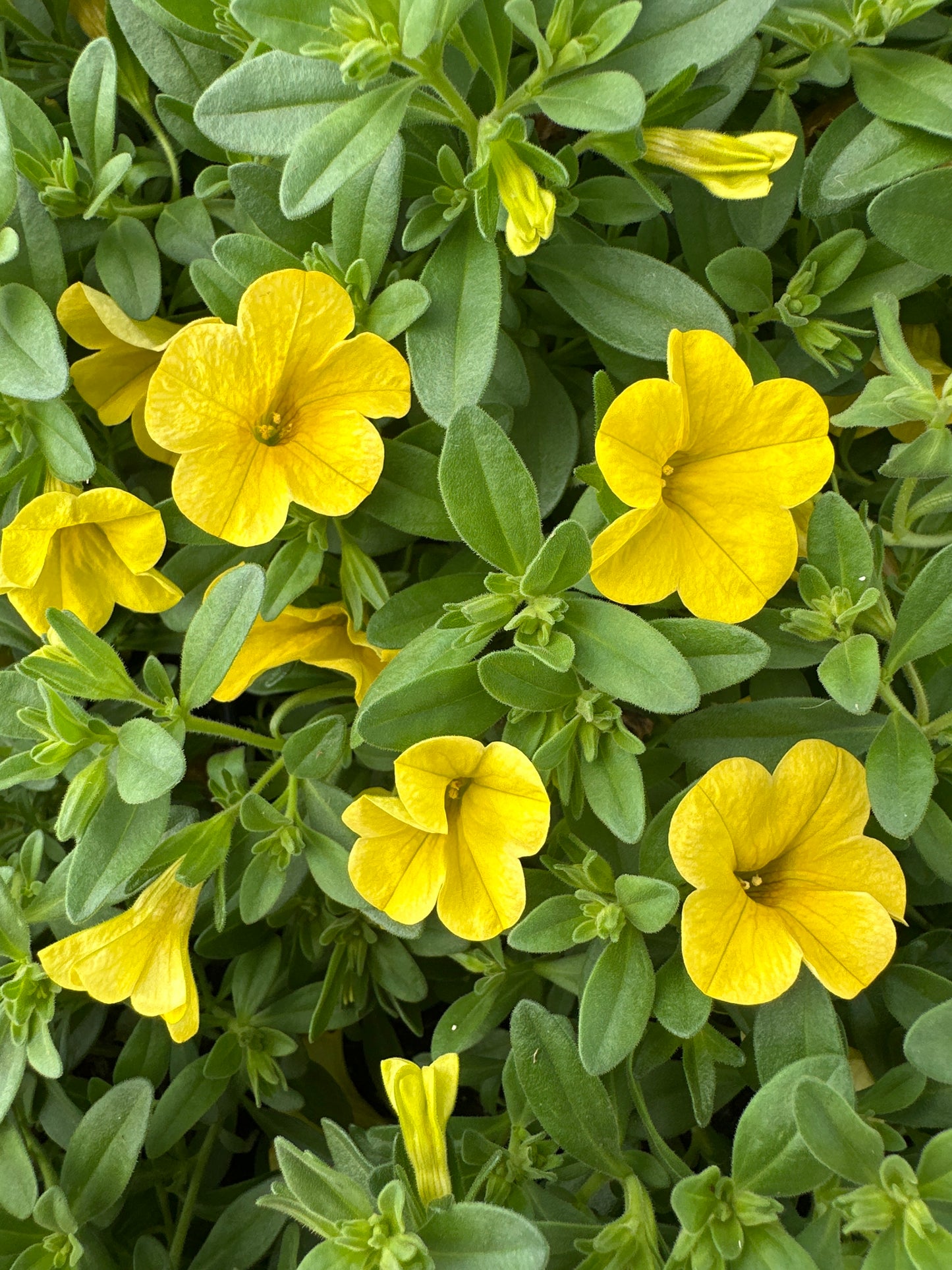 CALIBRACHOA CABARET DEEP YELLOW - JUMBO 6 PACK
