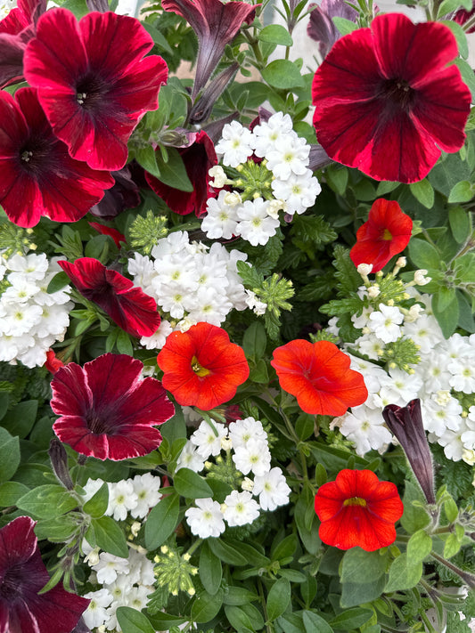 COMBO FIREFLASH - 6" POT