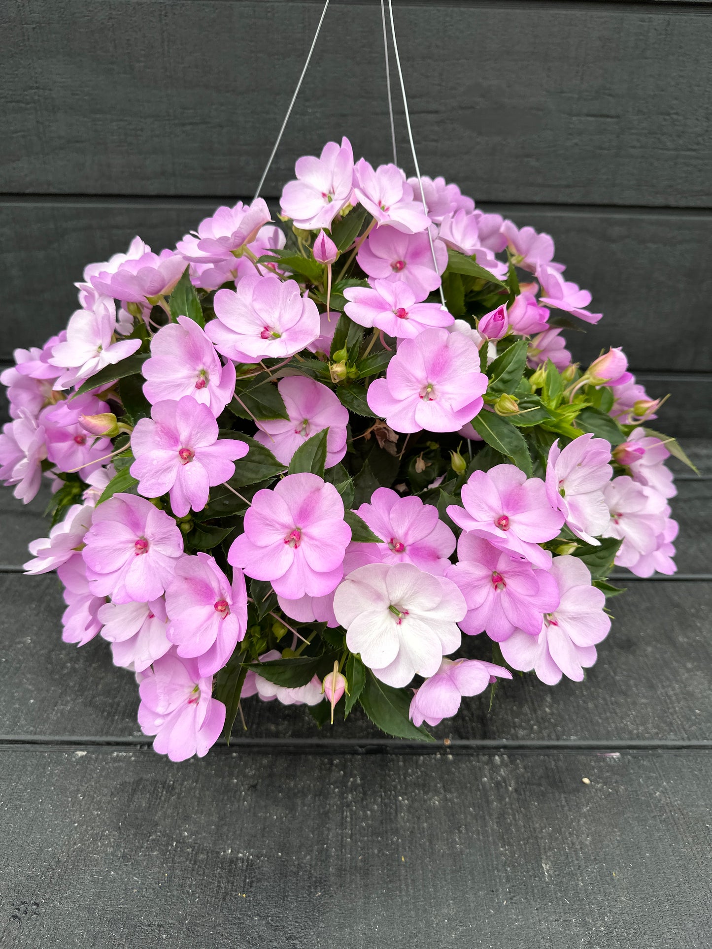 SUNPATIENS COMPACT ORCHID - 10" HANGING BASKET