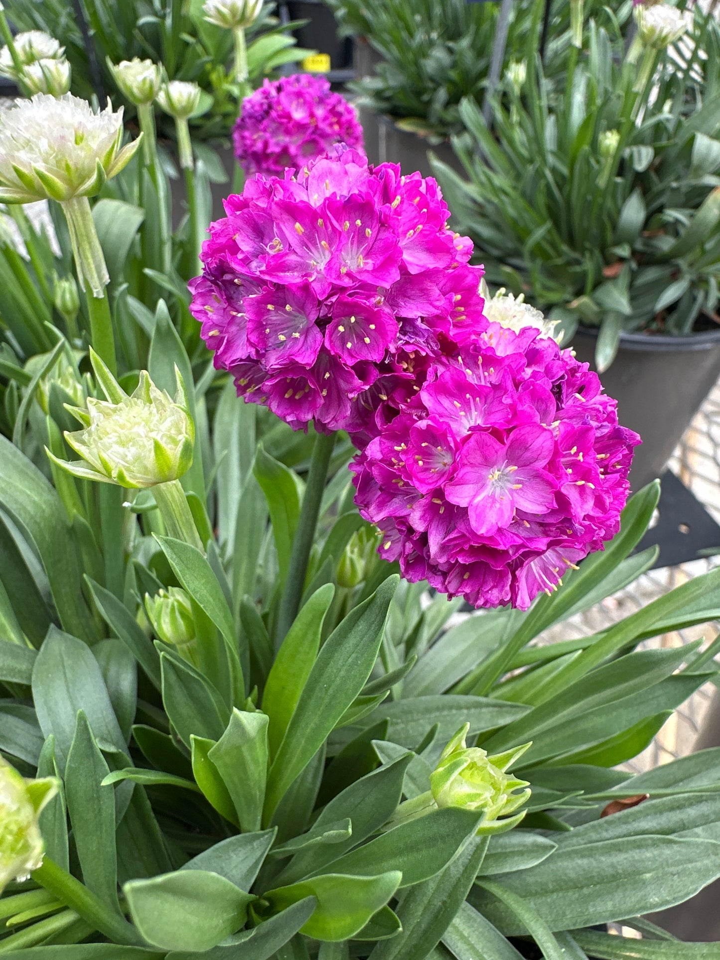 Armeria Dreameria™ 'Vivid Dream'