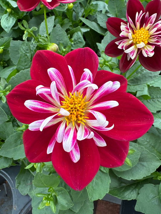 DAHLIA STARSISTER RED/WHITE - QUART POT