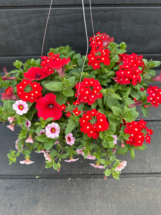 COMBO GLAMOUR GIRL - 10'' HANGING BASKET