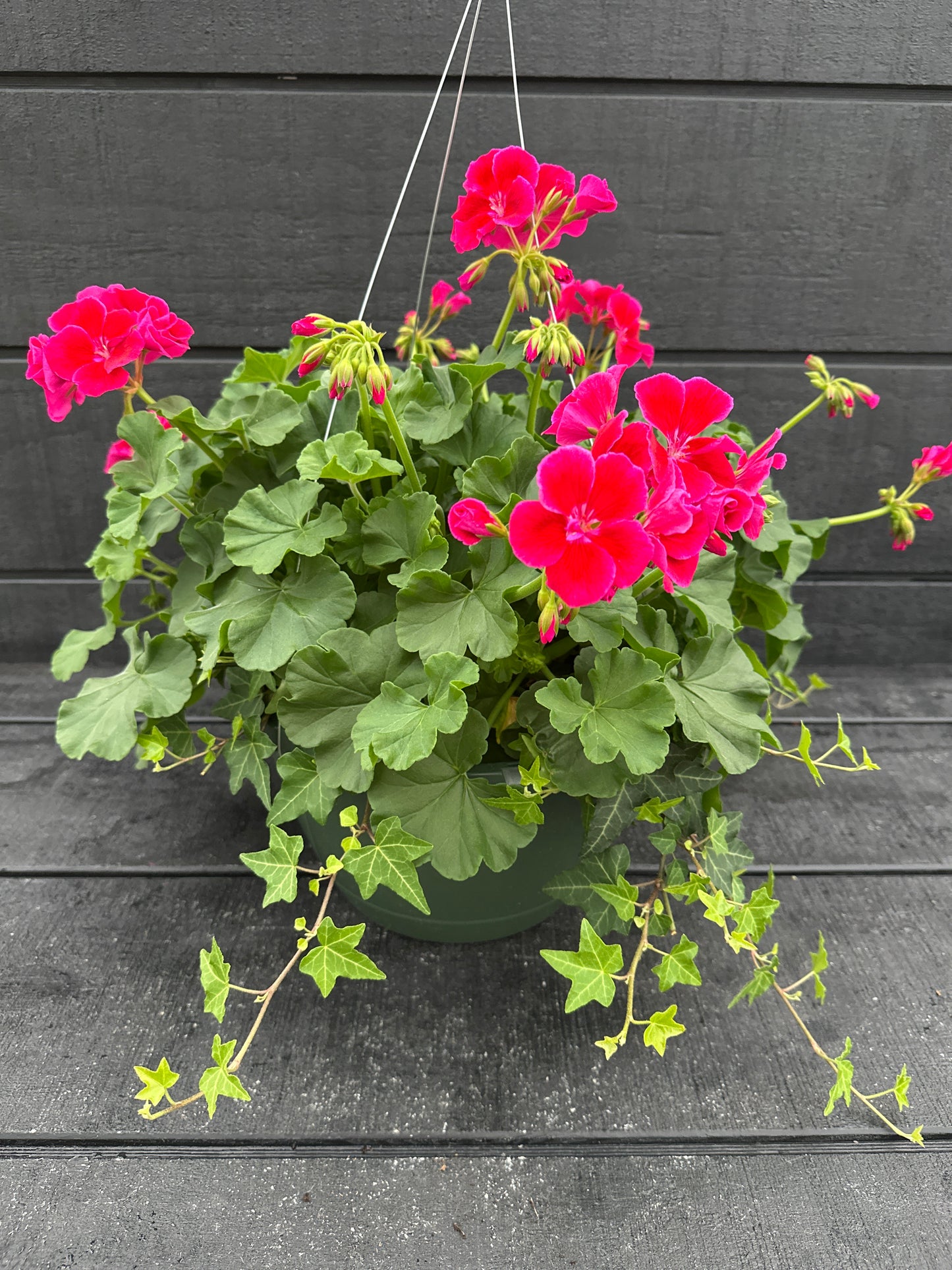 BASKET #33 - 10" HANGING BASKET