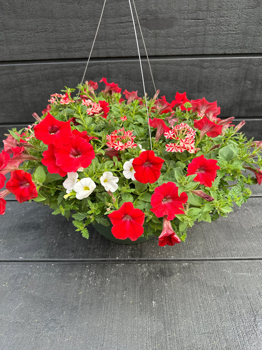 COMBO WALK OF STARS - 10" HANGING BASKET