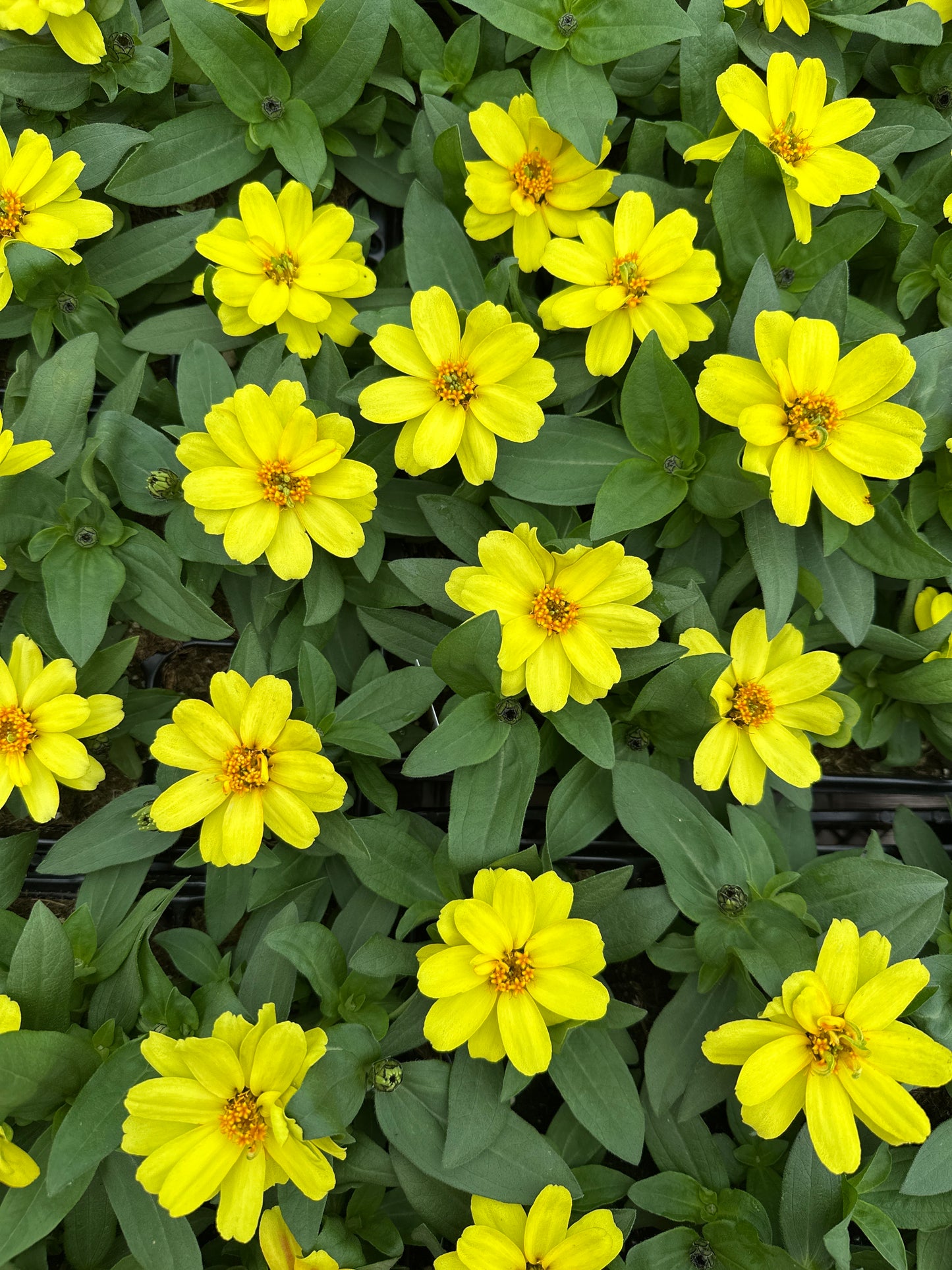 ZINNIA PROFUSION DOUBLE YELLOW - JUMBO 6 PACK
