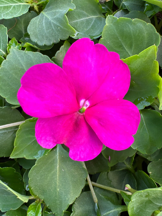 IMPATIENS BEACON VIOLET - FLAT OF 32 PLANTS