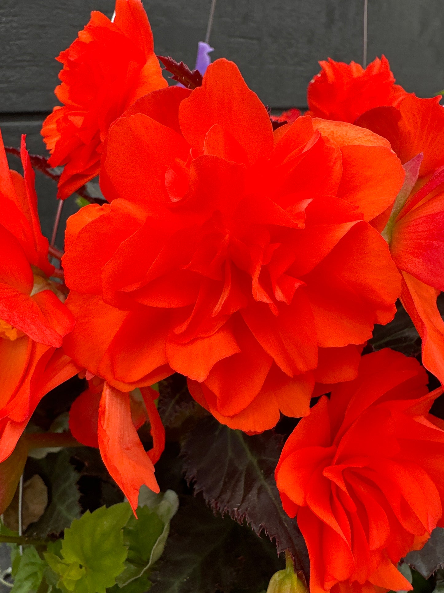 BASKET #76 - 12" HANGING BASKET