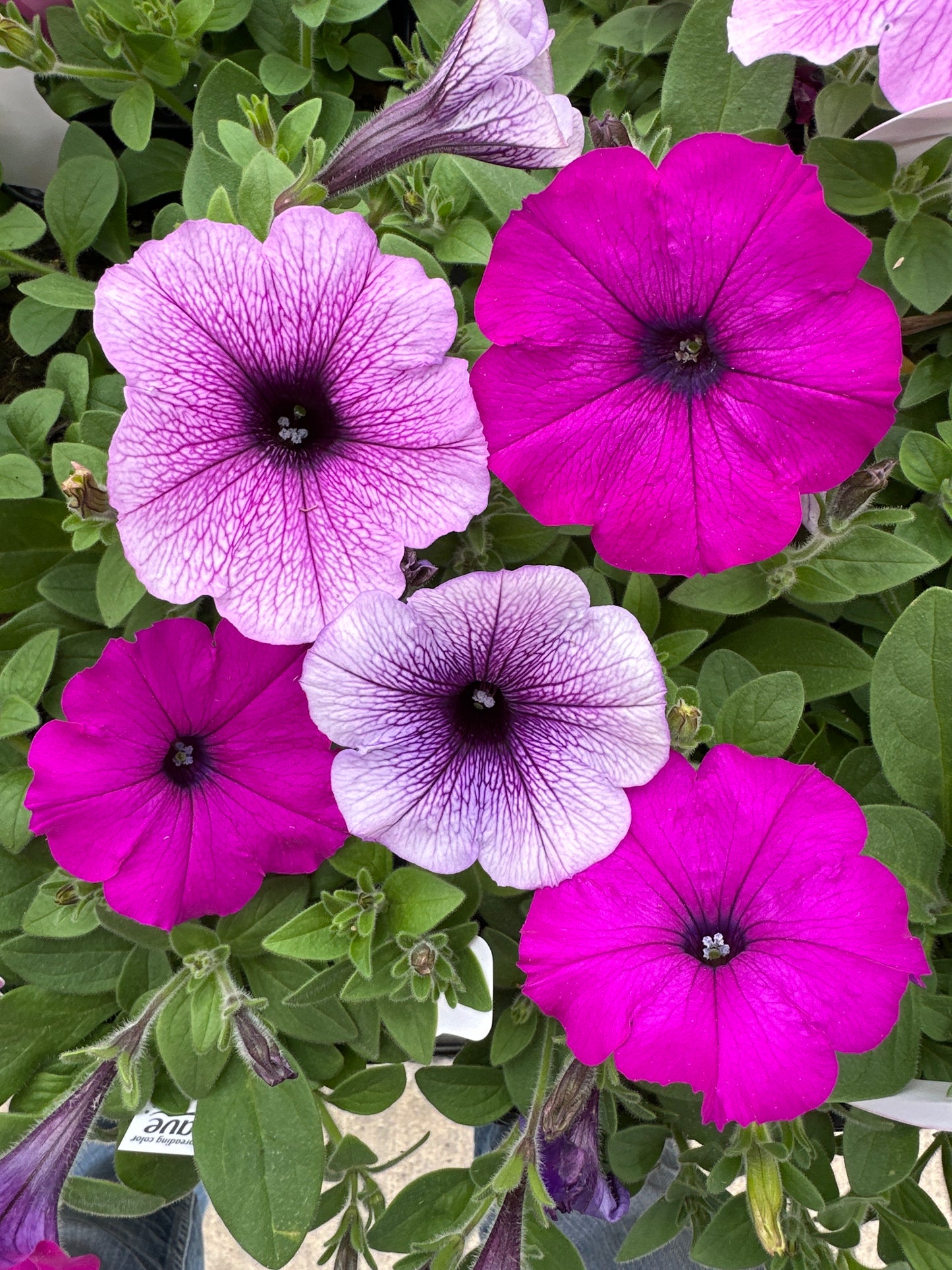 PETUNIA EASY WAVE PLUM PUDDING MIX - JUMBO 6 PACK