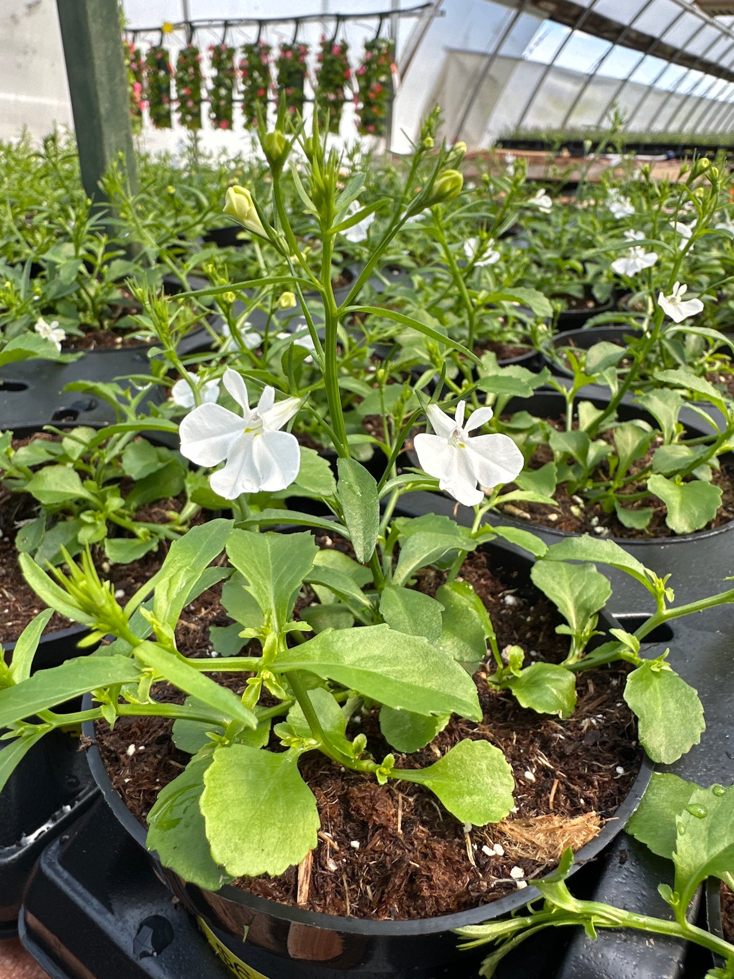 LOBELIA MAGADI BASKET WHITE - 4'' POT
