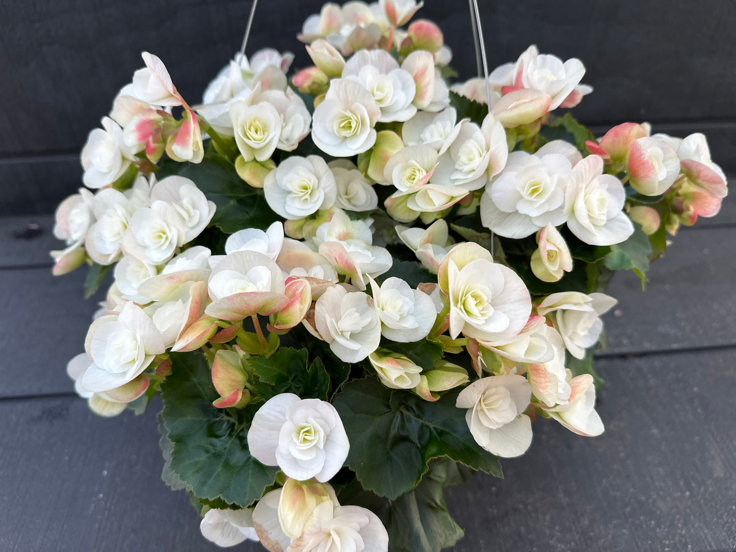 BEGONIA REIGER CLARA - 10'' HANGING BASKET