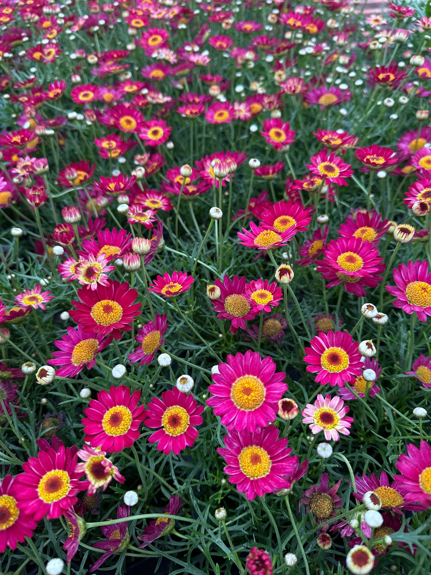 DAISY LOLLIES BERRY GUMMY - 4" POT