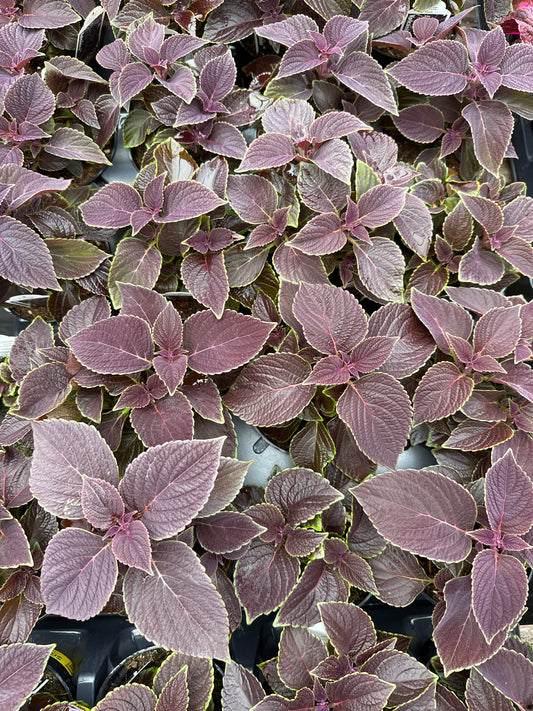 COLEUS VINO - 4" POT