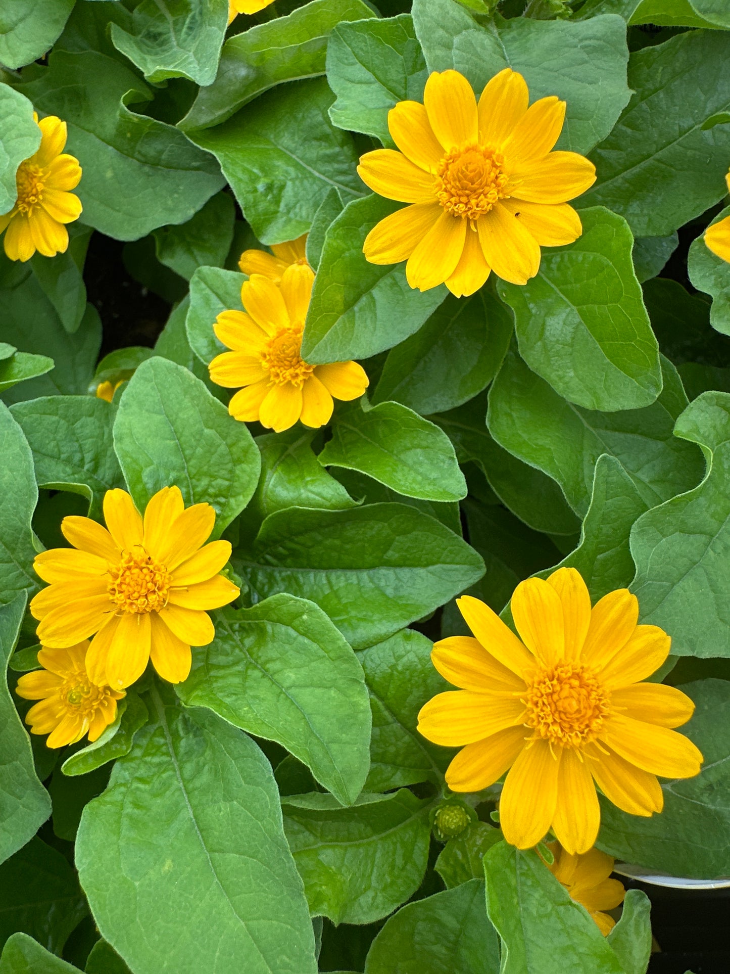 MELAMPODIUM JACKPOT GOLD - JUMBO 6 PACK