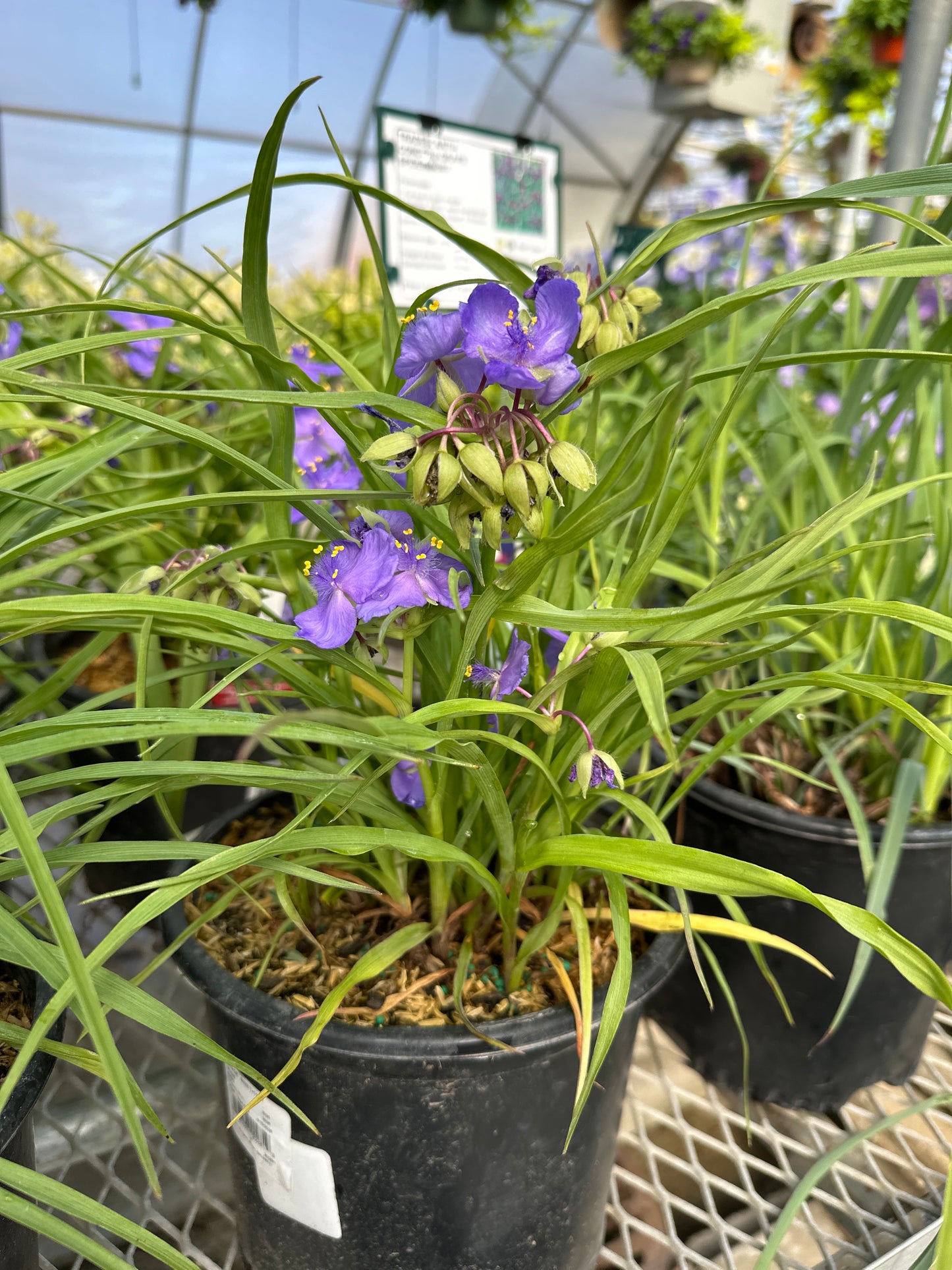 TRADESCANTIA 'AMETHYST KISS'