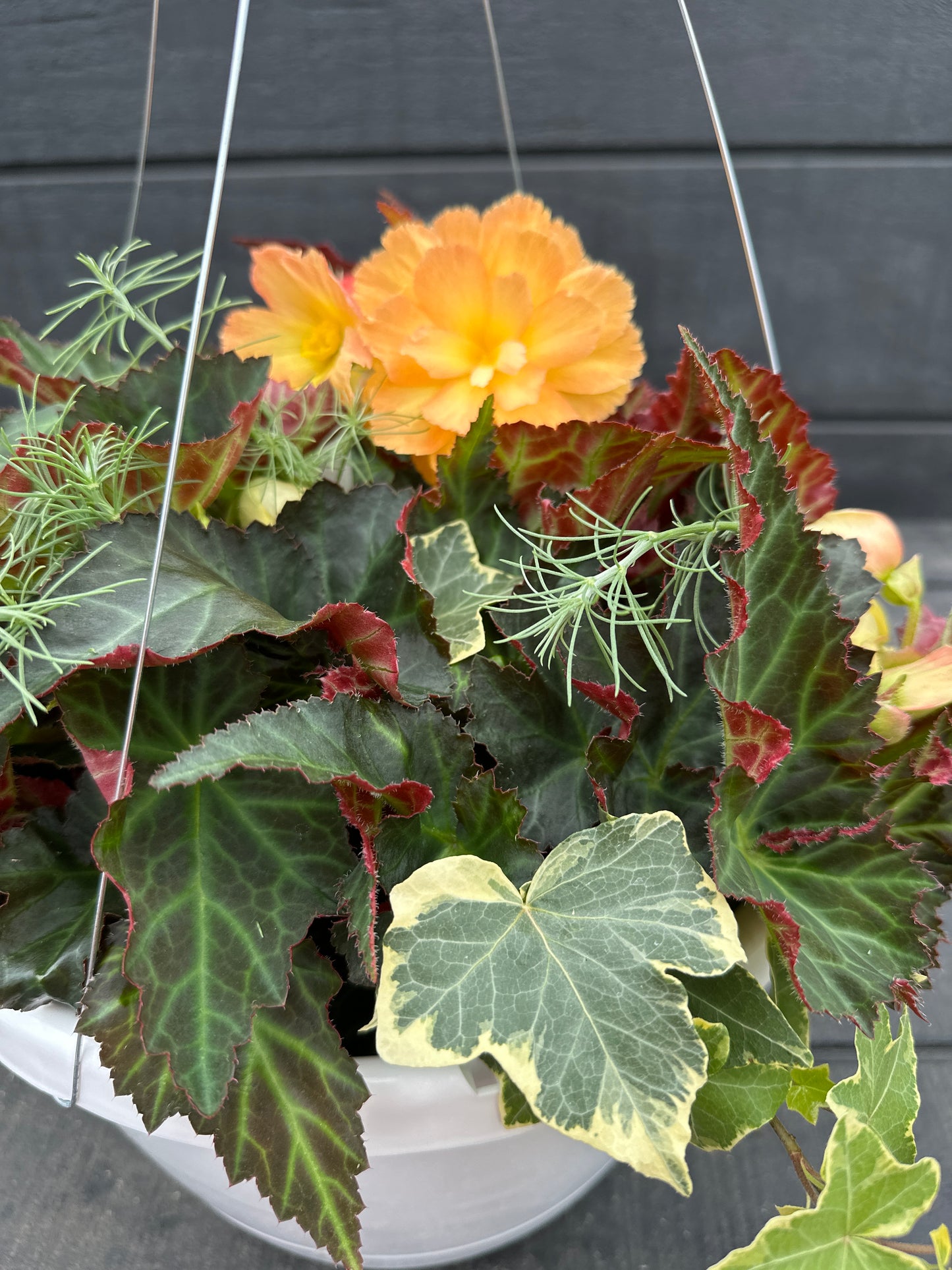 BASKET #6 - 12'' HANGING BASKET